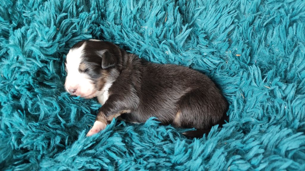 Des Gardiens D'une Passion - Chiot disponible  - Berger Australien