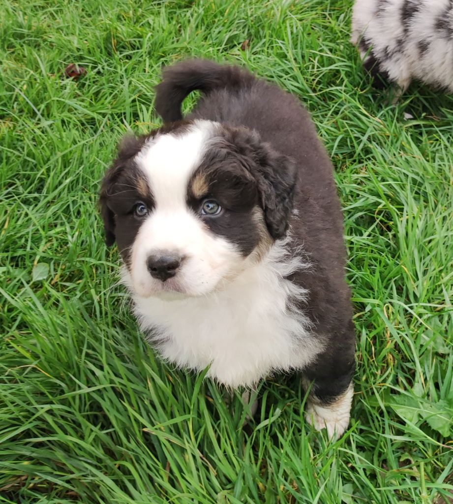 Des Gardiens D'une Passion - Chiot disponible  - Berger Australien