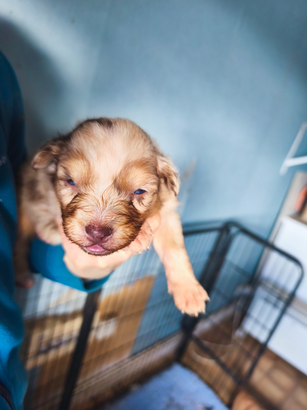 Des Gardiens D'une Passion - Chiots disponibles - Berger Australien