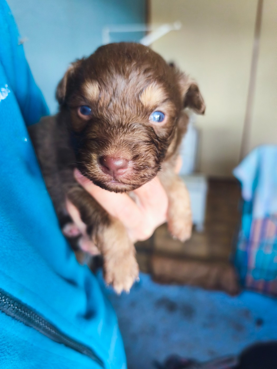 Des Gardiens D'une Passion - Chiots disponibles - Berger Australien