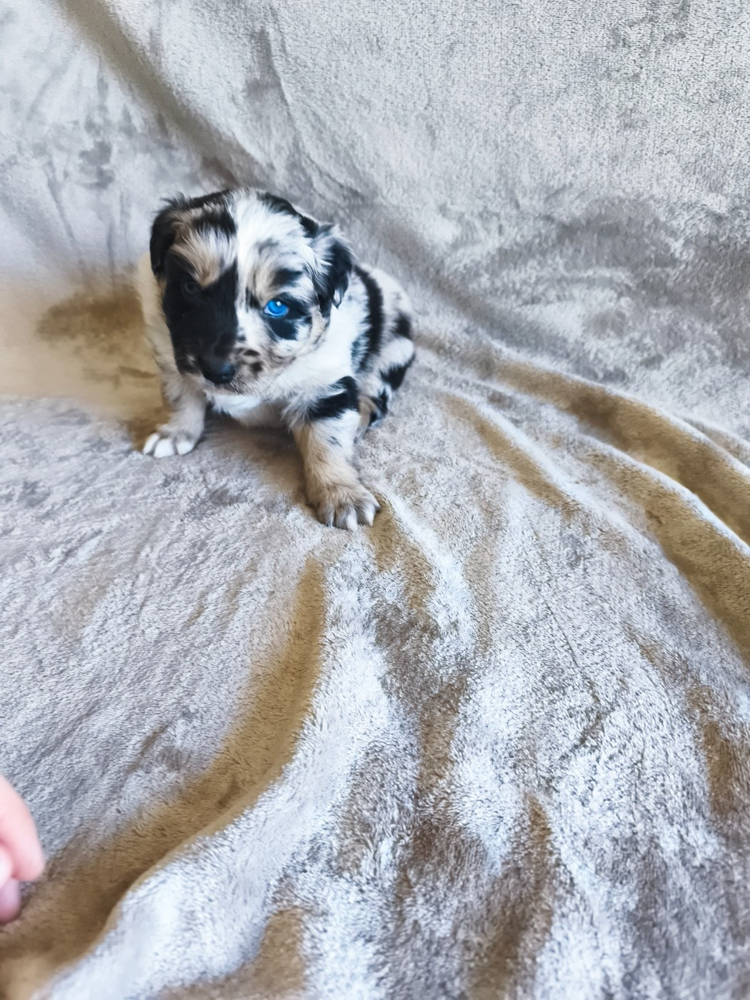 Des Gardiens D'une Passion - Chiots disponibles - Berger Australien