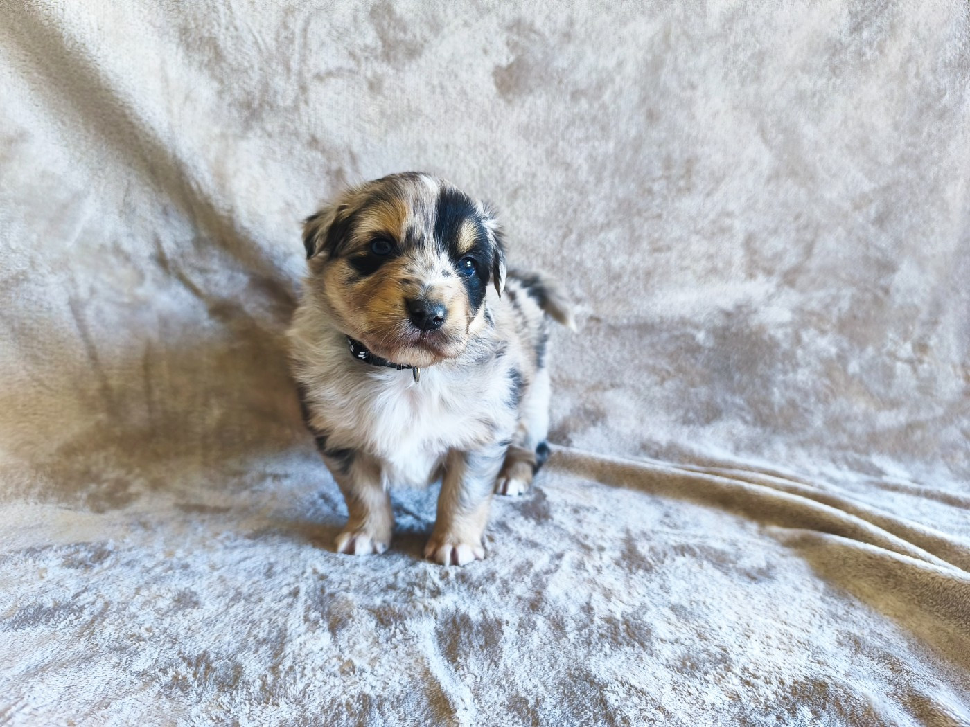 Des Gardiens D'une Passion - Chiots disponibles - Berger Australien