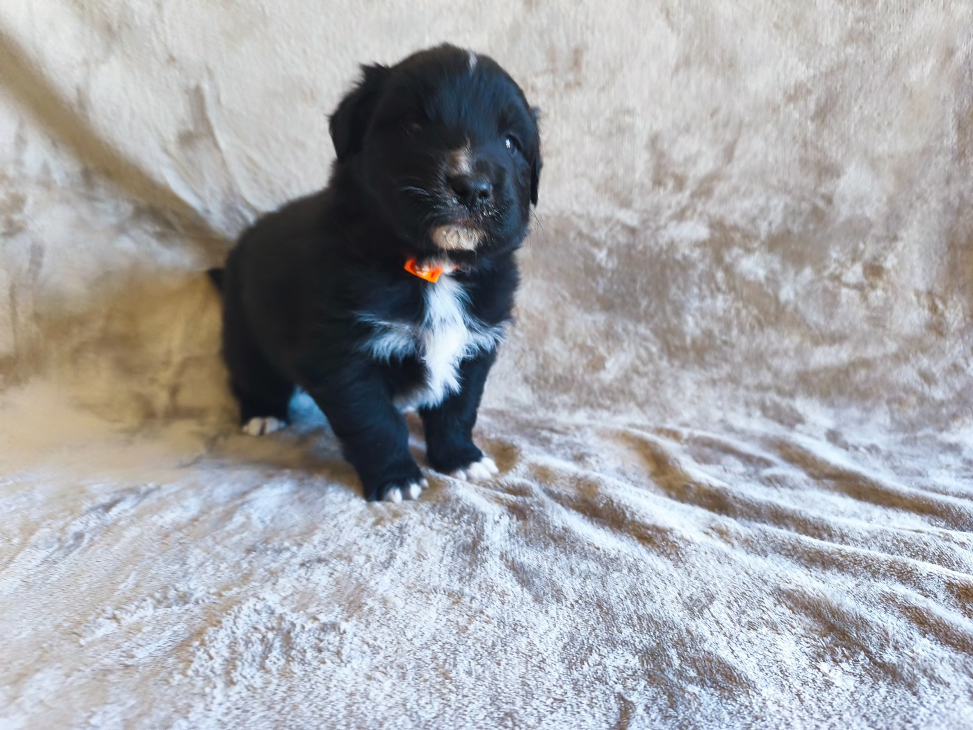 Des Gardiens D'une Passion - Chiots disponibles - Berger Australien