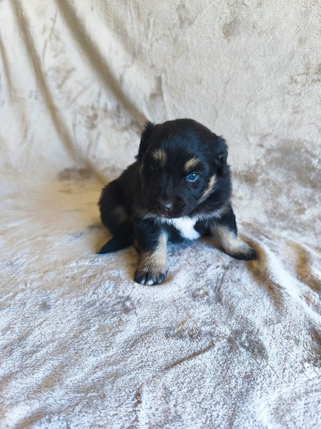 Des Gardiens D'une Passion - Chiots disponibles - Berger Australien