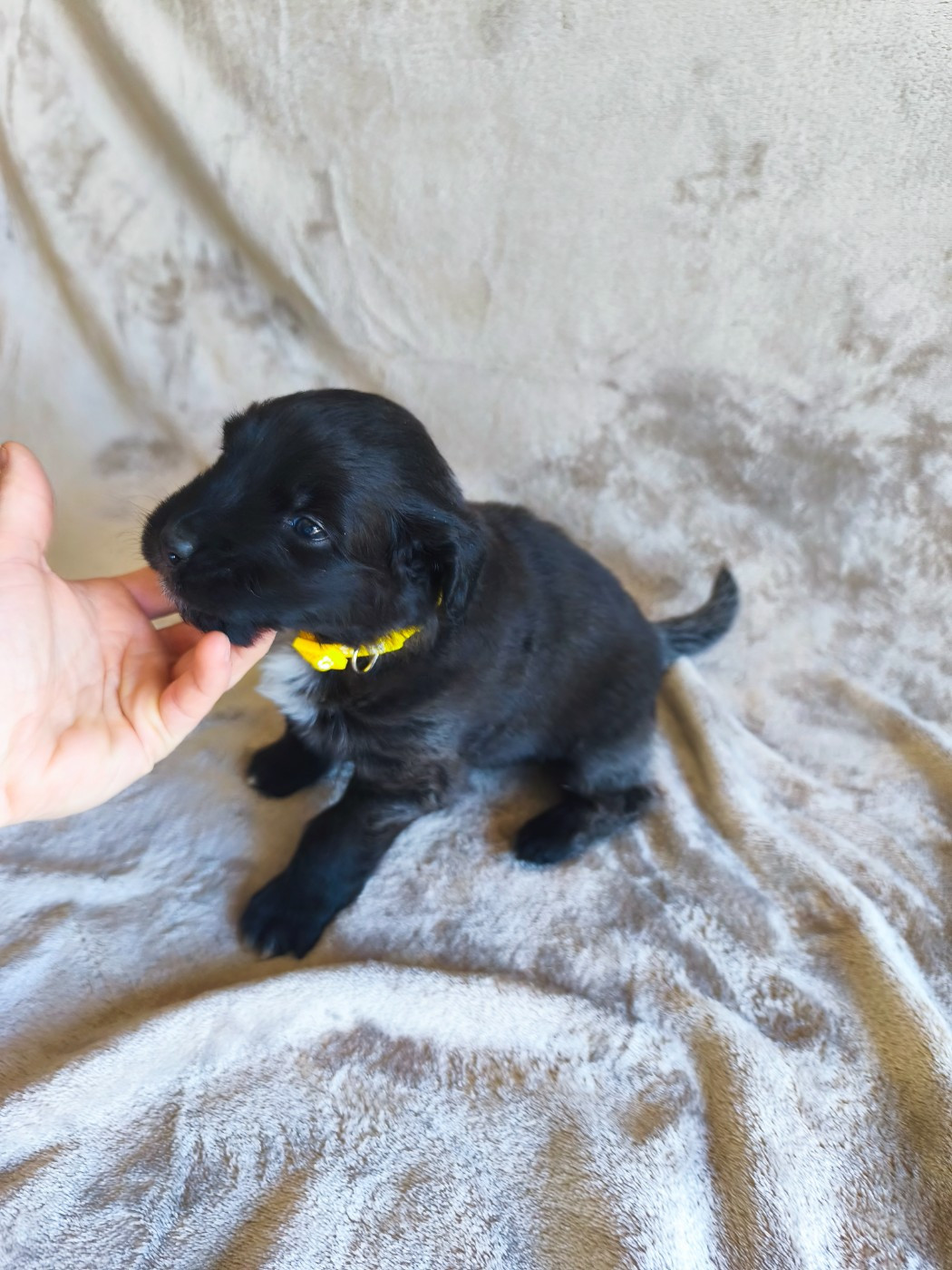 Des Gardiens D'une Passion - Chiots disponibles - Berger Australien