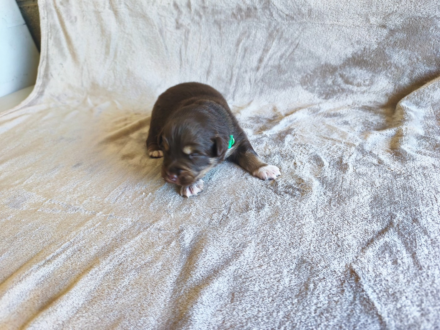 Des Gardiens D'une Passion - Chiots disponibles - Berger Australien