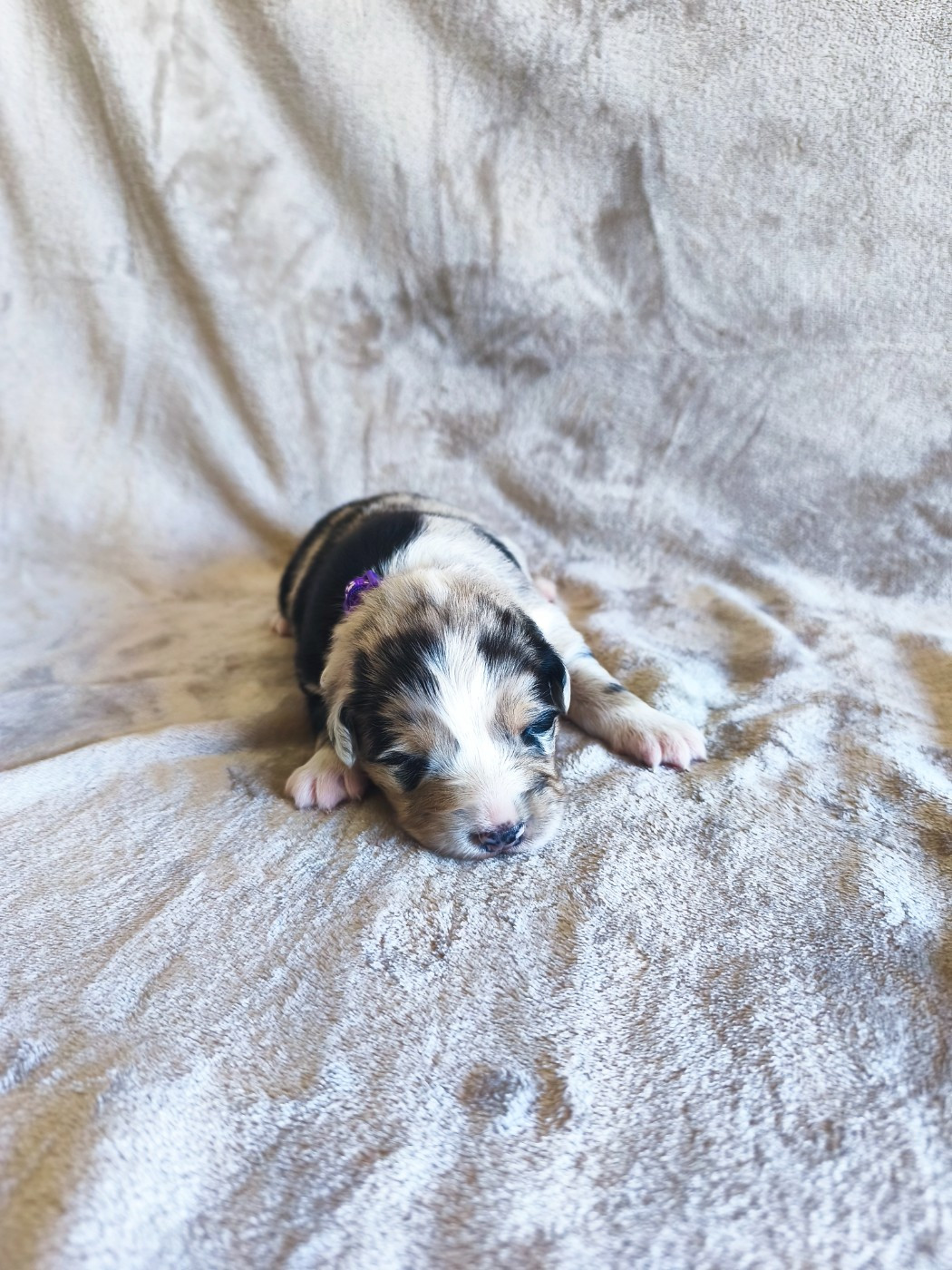 Des Gardiens D'une Passion - Chiots disponibles - Berger Australien