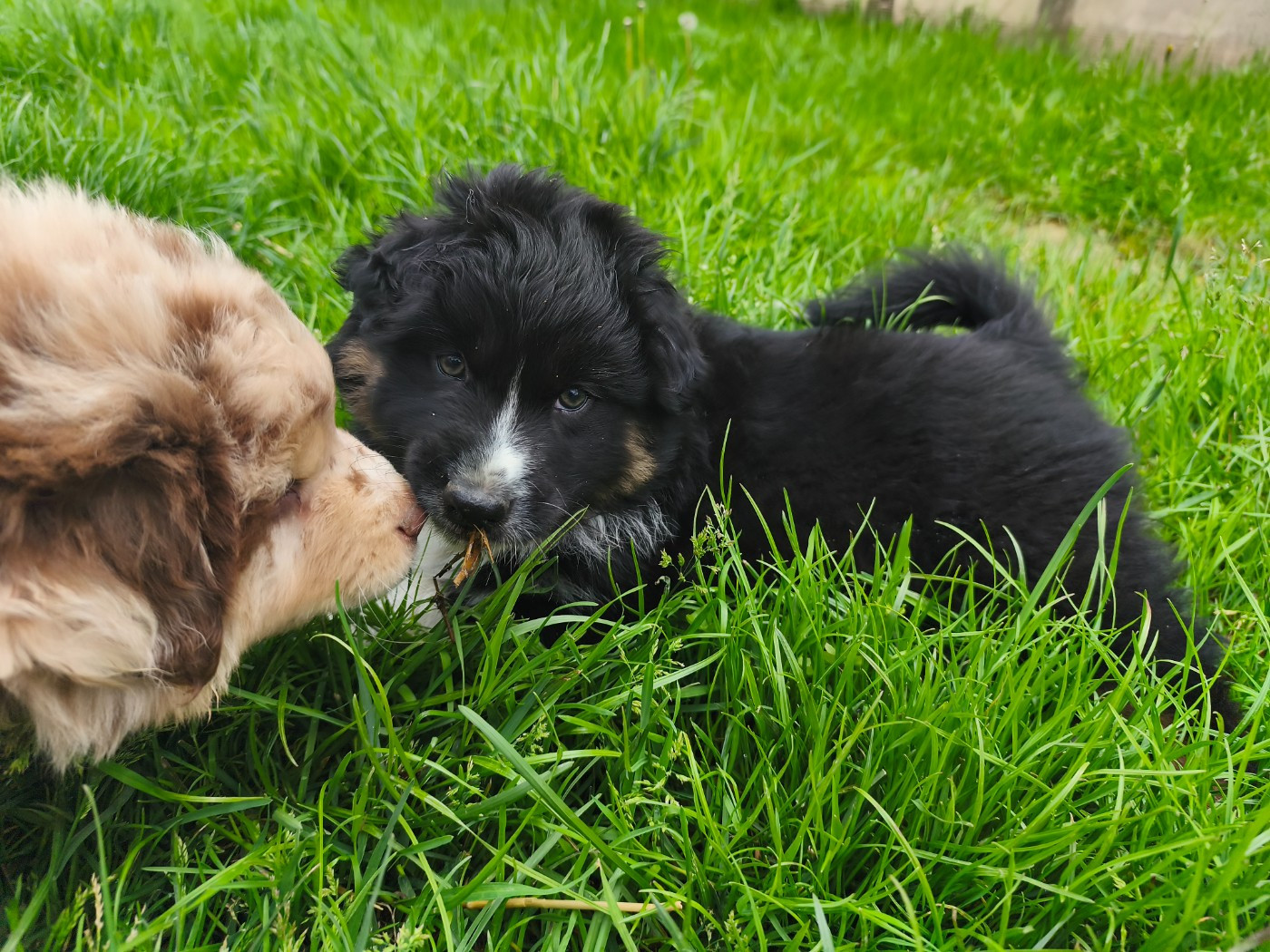 Des Gardiens D'une Passion - Chiots disponibles - Berger Australien