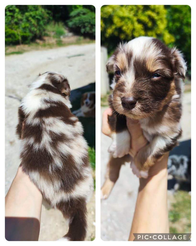 Des Gardiens D'une Passion - Chiots disponibles - Berger Australien