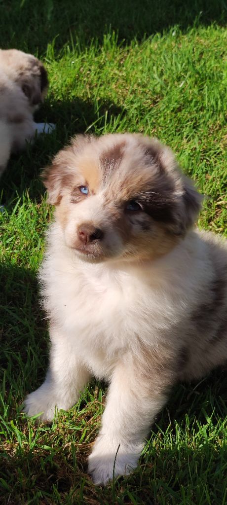 Des Gardiens D'une Passion - Chiots disponibles - Berger Australien