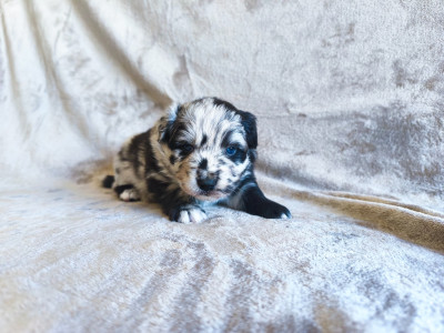 Birdy Femelle Bleu merle bicolore