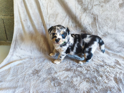 Bluey Femelle bleu merle tricolore
