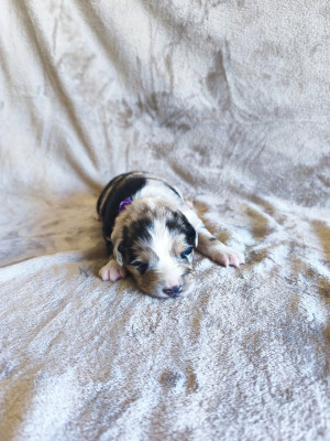 Femelle Bleu merle tricolore
