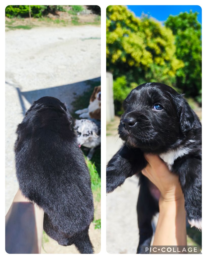 Des Gardiens D'une Passion - Chiots disponibles - Berger Australien