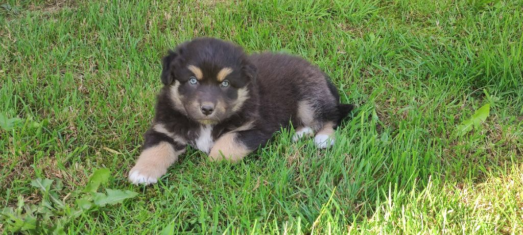 Des Gardiens D'une Passion - Chiots disponibles - Berger Australien