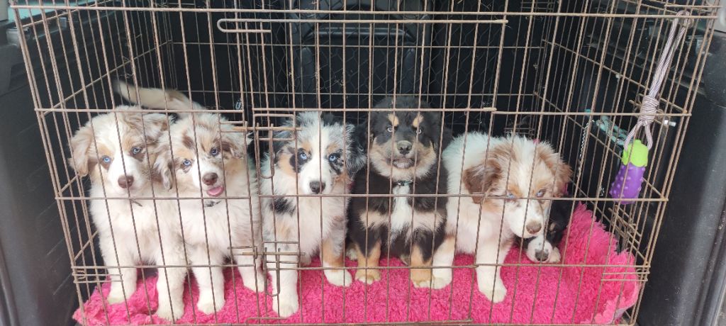Chiot Berger Australien Des Gardiens D'une Passion